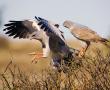 <p>Fotograaf: Ashleigh Cloete.</p>
