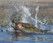 <p>Fotograaf - Sandra Boshoff.</p>
